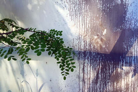 Drips of purple paint on white wall and growing green branch of acacia.