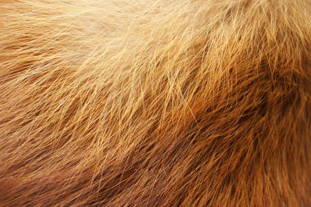 Closeup of red fox fur. Natural orange background.の写真素材