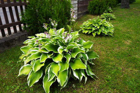 Lush Green Foliage and Lilac Flowers of Decorative Plant Hosta (Funkia).の写真素材