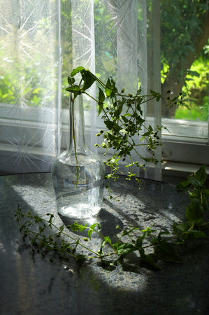 Green Plant in Glass Water Bottle on Round Table in Country House Room. Still Life in Interior.の写真素材
