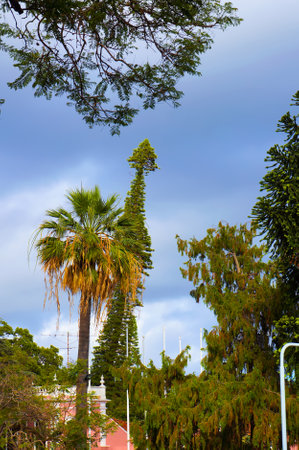 Trees on a Street of Funchal, Madeira island, Portugal.の写真素材