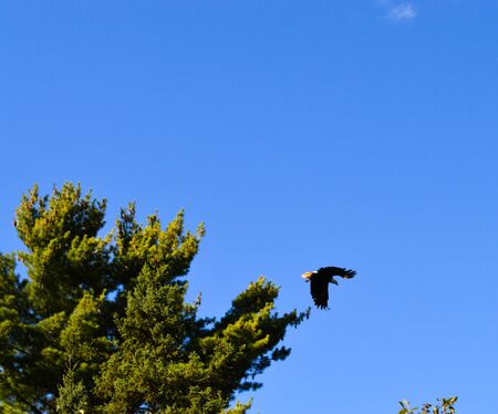 Bald Eagle in flight