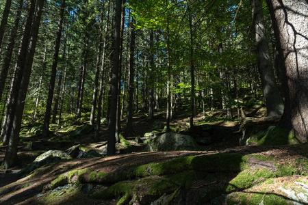 Green steep mountain forest in the alps, Tour de Mont Blancの写真素材