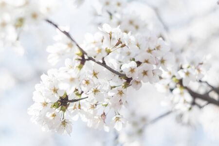 Sakuraの写真素材