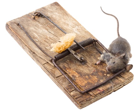 Dead gray mouse in a wooden mousetrapの写真素材