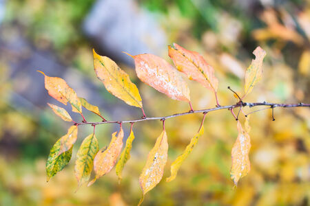 Yellow leaves on a branch. Autumnの写真素材
