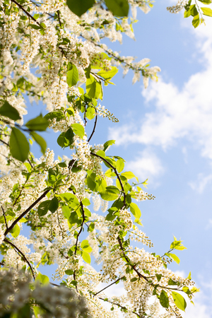 Flowering branch of apple tree on a background of blue skyの写真素材