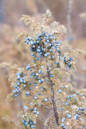 Blue juniper on bush. Yakutia, Siberia. Russiaの写真素材