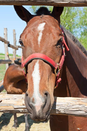 One horse looks out of a wooden fenceの写真素材
