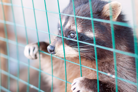 Raccoon looks through lattice at freedomの写真素材