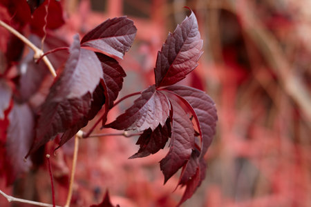 Red leaves in autumnの写真素材