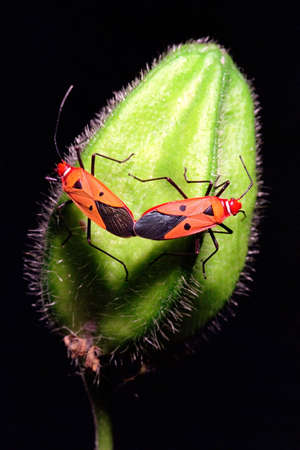 two red mating bugsの写真素材