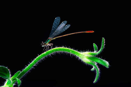 damselfly