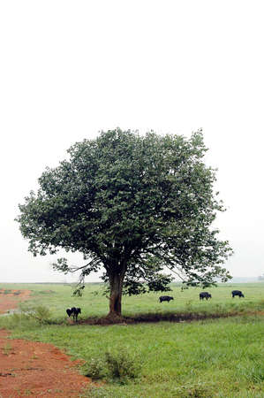 cows under treeの写真素材