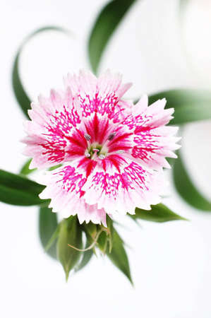 flowerの写真素材