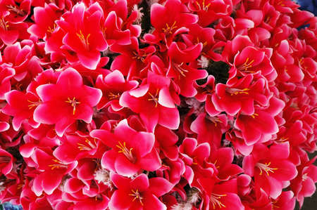 flowerの写真素材