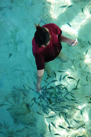 feeding fishの写真素材