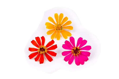 three different kinds of flower with white back groundの写真素材