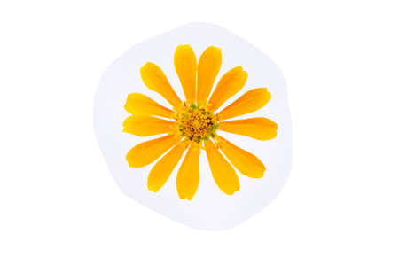 bright yellow flower with white back groundの写真素材