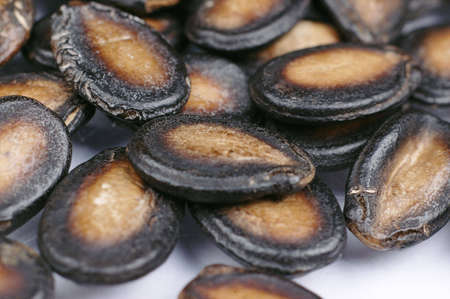 a lot of melon seed close up の写真素材