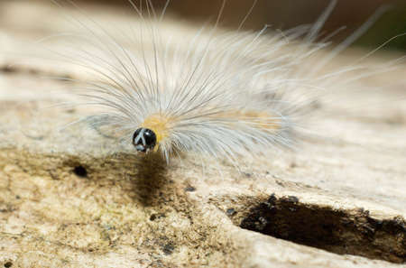 a white color hairy caterpillar rest on a wood logの写真素材