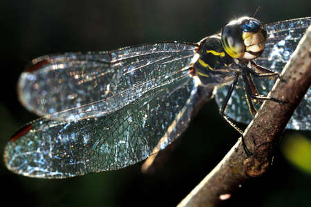 beautiful backlit dragonfly macro or close upの写真素材