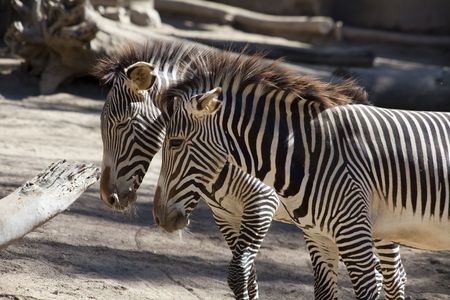Zebraの写真素材