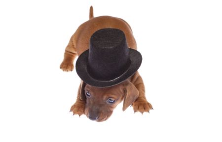 Cute 3 weeks old dachshund puppy with black hatの写真素材