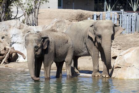 Family from two elefants staying near waterの写真素材