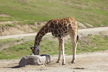Close up view of giraffe eating foodの写真素材