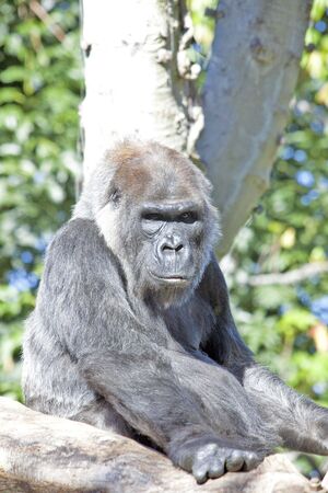 Beautiful Gorilla on the treeの写真素材