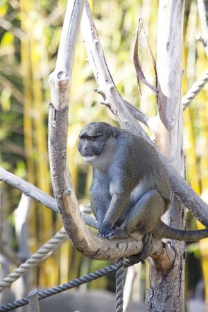Beautiful Monkey on the tree
