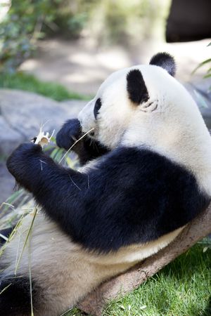 Panda baby Bear eating leafsの写真素材