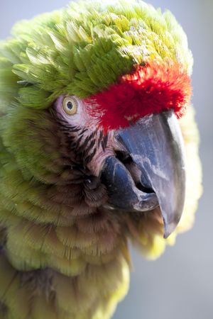Close up view of parrot, focus on eyeの写真素材
