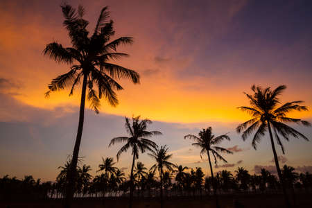 Picture of Palm Treea at Sunset Time. Indonesia.の写真素材