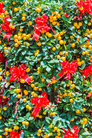 Picture of Ripe Mandarin Fruits Hanging on the Treeの写真素材