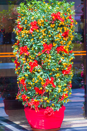 Picture of Ripe Mandarin Fruits Hanging on the Treeの写真素材