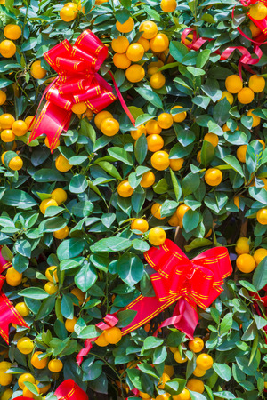 Picture of Ripe Mandarin Fruits Hanging on the Treeの写真素材