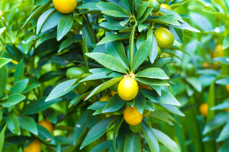 Picture of Ripe Mandarin Fruits Hanging on the Treeの写真素材