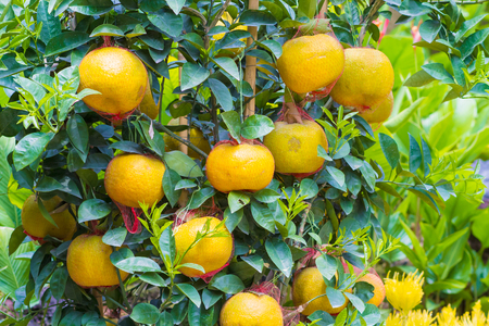 Picture of Ripe Mandarin Fruits Hanging on the Treeの写真素材