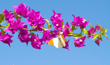 Picture of butterfly feeding from red flowers.の写真素材
