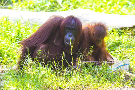 Mother and baby orangutansの写真素材