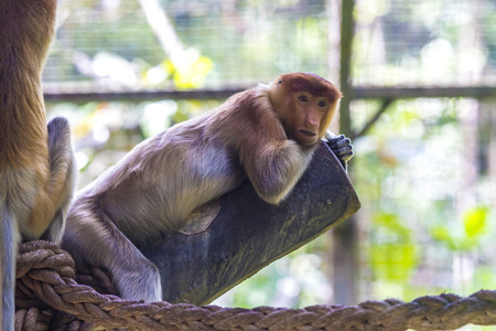 Proboscis monkey.