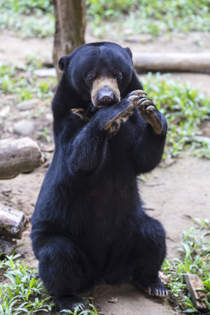 Picture of funny Malayan sun bear plaing in Zoo garden.の写真素材