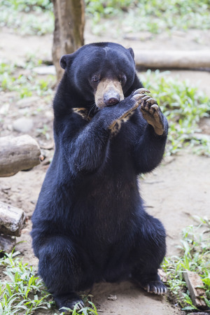 Picture of funny Malayan sun bear plaing in Zoo garden.の写真素材