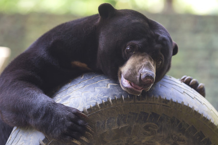 Picture of funny Malayan sun bear plaing in Zoo garden.の写真素材