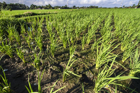 Rice Plantingの写真素材
