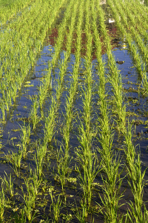 Green Rice Planting in Bali island, Indonesia.の写真素材