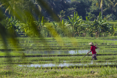 Green Rice Planting in Bali island, Indonesia.の写真素材
