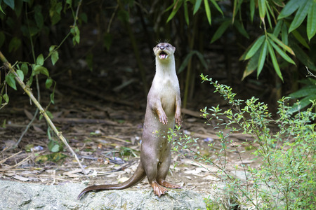 An oriental small-clawed otter.Aonyx cinerea.Asian small-clawed otterの写真素材